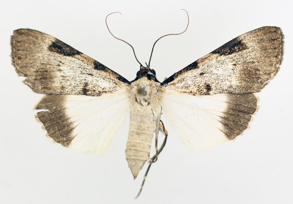 /filer/webapps/moths/media/images/M/melanoplaga_Audea_AF_TMSA_02.jpg