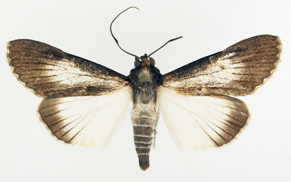 /filer/webapps/moths/media/images/M/melanoplaga_Audea_AM_TMSA_02.jpg