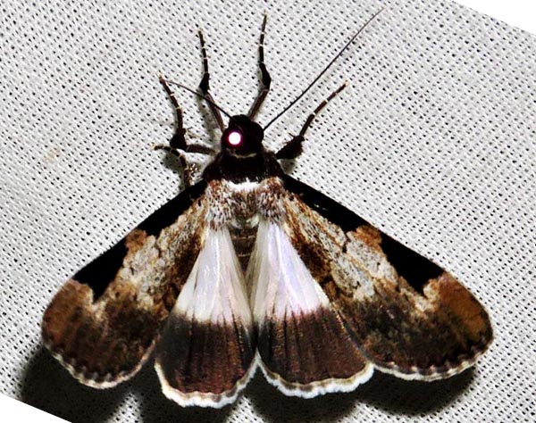 /filer/webapps/moths/media/images/M/melanoplaga_Audea_A_Braun_14.jpg