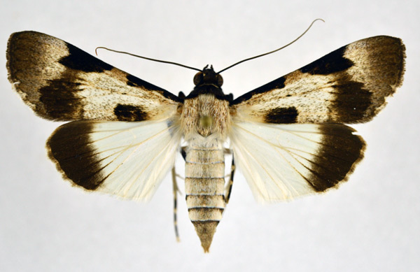 /filer/webapps/moths/media/images/M/melanoplaga_Audea_A_NHMO_01.jpg