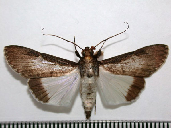 /filer/webapps/moths/media/images/M/melanoplaga_Audea_A_Revell.jpg
