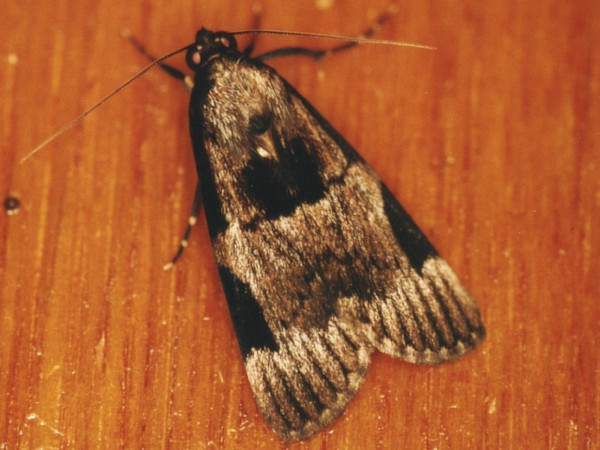 /filer/webapps/moths/media/images/M/melanoplaga_Audea_A_Roland.jpg
