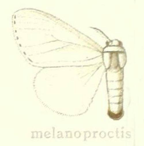 /filer/webapps/moths/media/images/M/melanoproctis_Dasychira_HT_Hering_25a.jpg