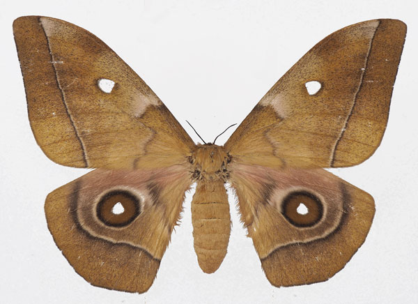 /filer/webapps/moths/media/images/M/melanops_Gonimbrasia_AF_Basquin.jpg