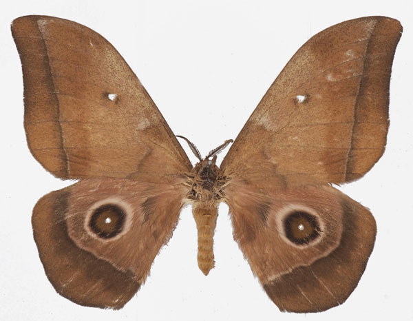 /filer/webapps/moths/media/images/M/melanops_Gonimbrasia_AM_Basquin_01.jpg