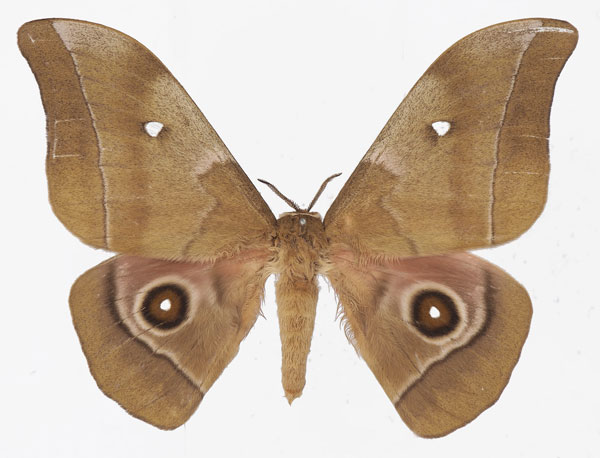/filer/webapps/moths/media/images/M/melanops_Gonimbrasia_AM_Basquina.jpg