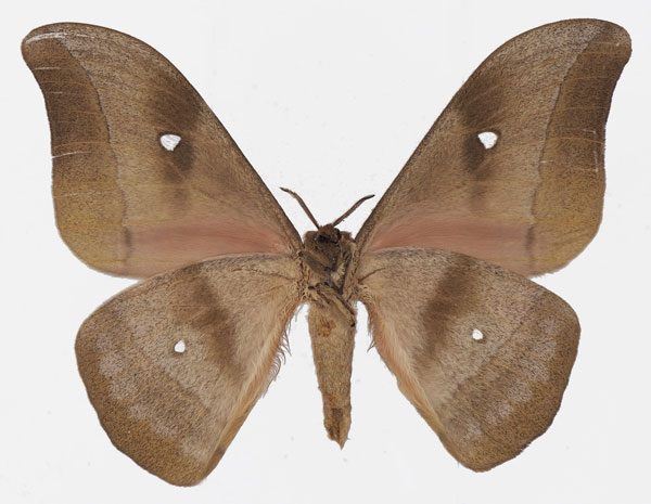 /filer/webapps/moths/media/images/M/melanops_Gonimbrasia_AM_Basquinb.jpg