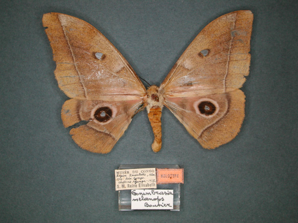 /filer/webapps/moths/media/images/M/melanops_Nudaurelia_HT_RMCA_01.jpg