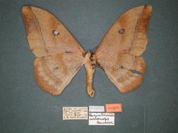 /filer/webapps/moths/media/images/M/melanops_Nudaurelia_HT_RMCA_02.jpg