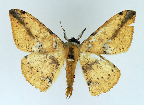 /filer/webapps/moths/media/images/M/melanops_Psilocerea_AM_TMSA.jpg
