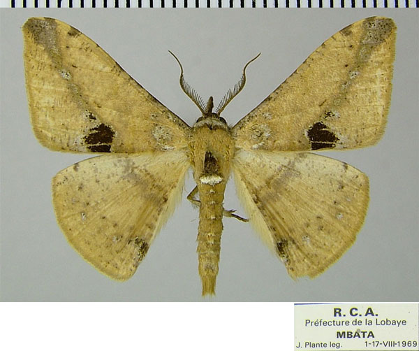 /filer/webapps/moths/media/images/M/melanops_Psilocerea_AM_ZSMa.jpg