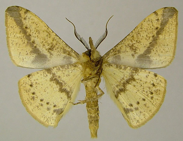 /filer/webapps/moths/media/images/M/melanops_Psilocerea_AM_ZSMb.jpg