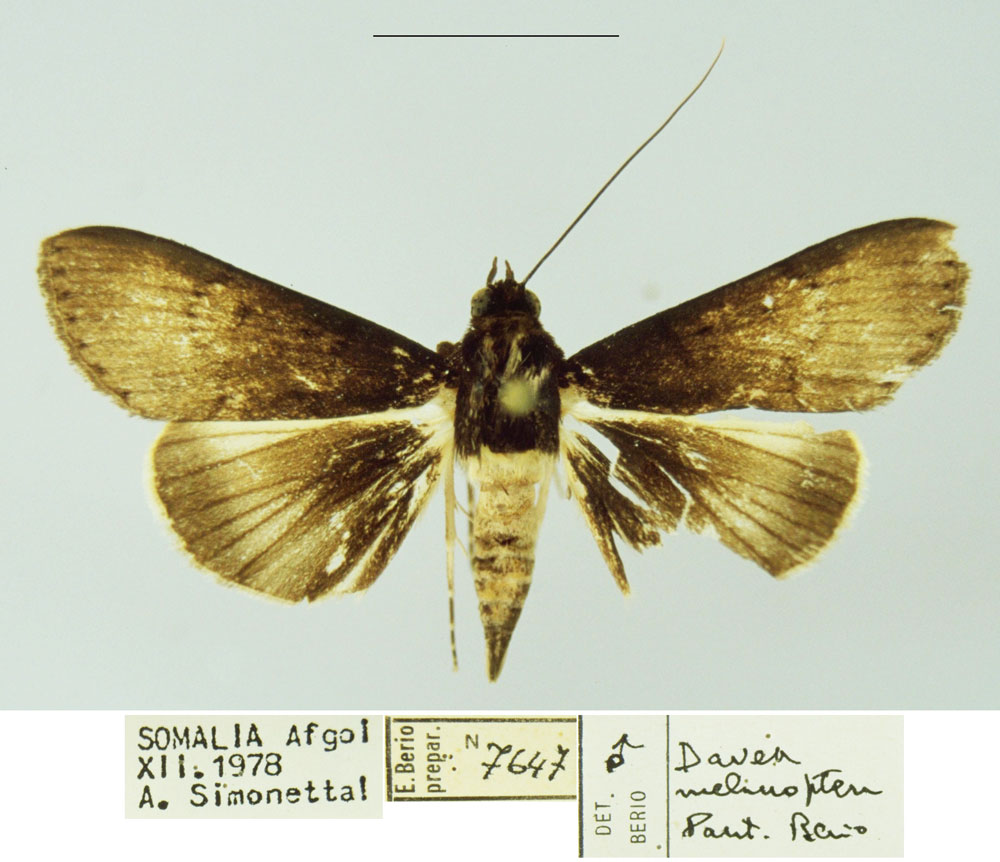 /filer/webapps/moths/media/images/M/melanoptera_Davea_PTM_MSNM.jpg