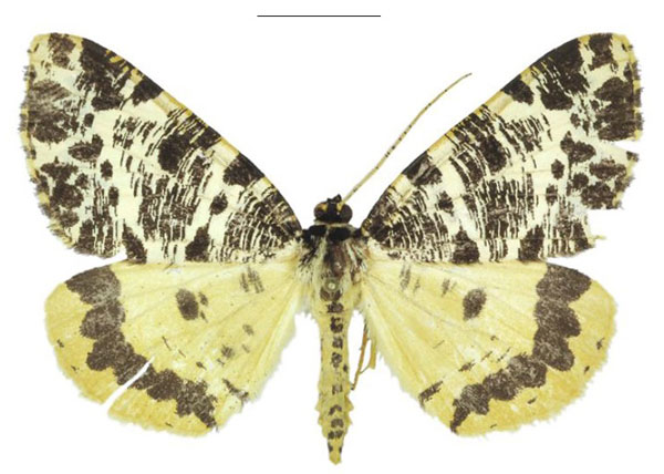 /filer/webapps/moths/media/images/M/melanoptera_Rhodochanna_HT_ANHRT.jpg
