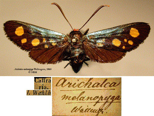 /filer/webapps/moths/media/images/M/melanopyga_Arichalca_HT_SNHMa.jpg