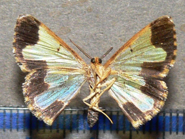 /filer/webapps/moths/media/images/M/melanopyga_Zamarada_A_Goff_02.jpg