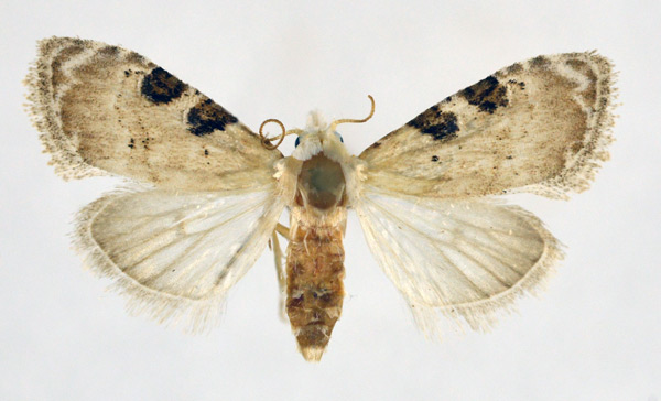 /filer/webapps/moths/media/images/M/melanoscelis_Nola_AF_NHMO.jpg