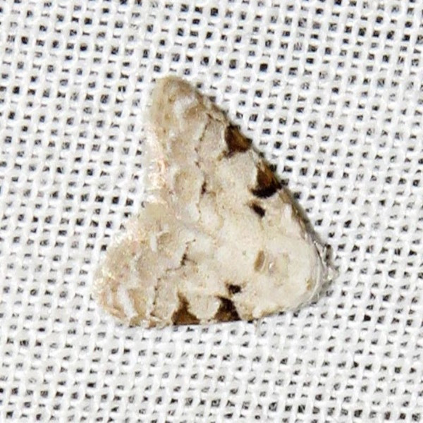 /filer/webapps/moths/media/images/M/melanoscelis_Nola_A_Braun.jpg