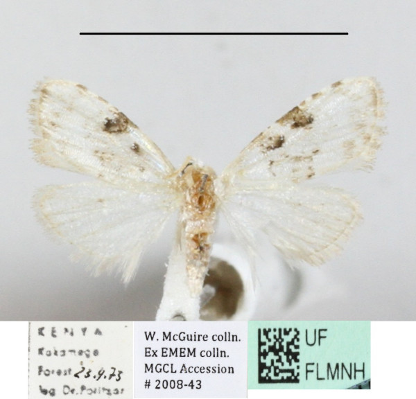 /filer/webapps/moths/media/images/M/melanoscelis_Nola_A_MGCL_01.jpg