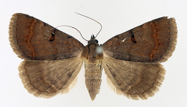 /filer/webapps/moths/media/images/M/melanoscia_Plecoptera_AF_TMSA_01.jpg