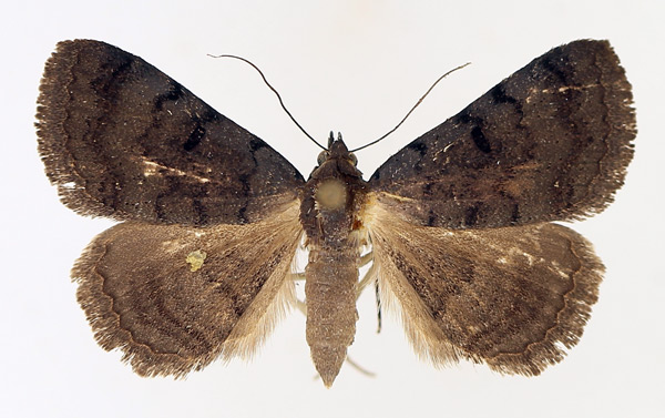 /filer/webapps/moths/media/images/M/melanoscia_Plecoptera_AF_TMSA_02.jpg