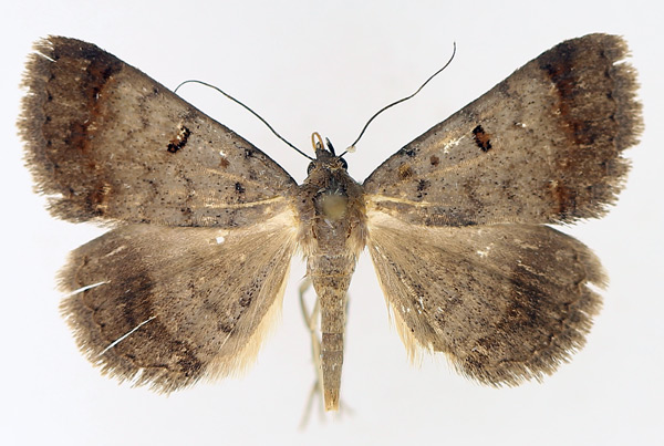 /filer/webapps/moths/media/images/M/melanoscia_Plecoptera_AM_TMSA_02.jpg