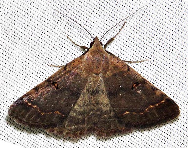 /filer/webapps/moths/media/images/M/melanoscia_Plecoptera_A_Braun_05.jpg