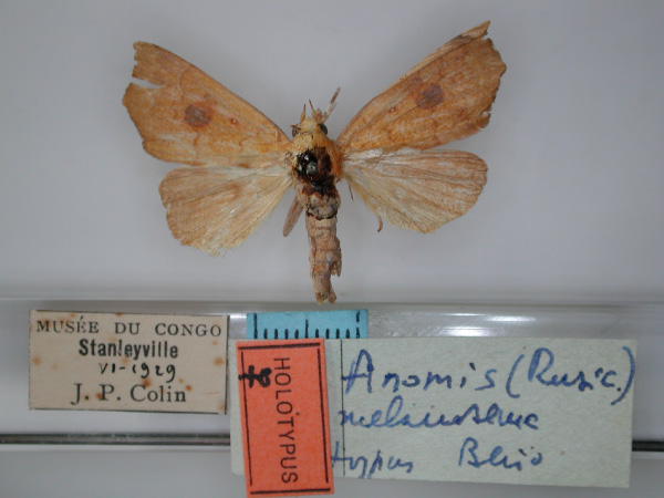 /filer/webapps/moths/media/images/M/melanosema_Anomis_HT_RMCA_01.jpg