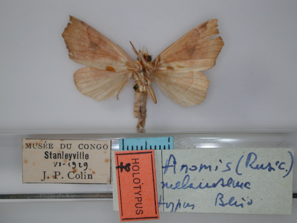 /filer/webapps/moths/media/images/M/melanosema_Anomis_HT_RMCA_02.jpg