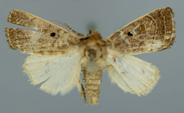 /filer/webapps/moths/media/images/M/melanosema_Athetis_A_RMCA_01.jpg