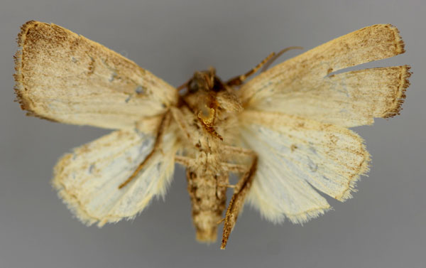 /filer/webapps/moths/media/images/M/melanosema_Athetis_A_RMCA_02.jpg