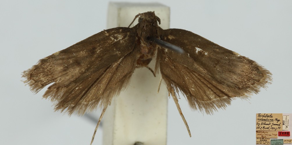 /filer/webapps/moths/media/images/M/melanosoma_Trichotaphe_MHT_MNHN.jpg