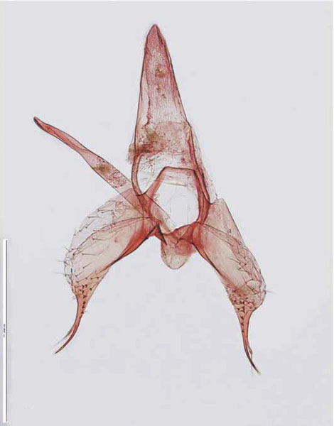 /filer/webapps/moths/media/images/M/melanosparta_Phyllonorycter_De-Prins-et-al_2009_59.jpg
