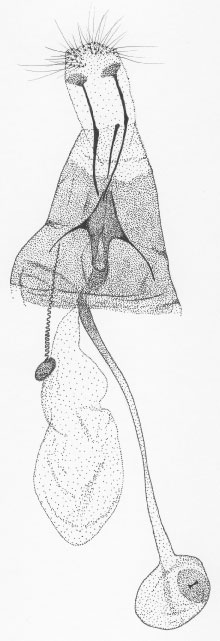 /filer/webapps/moths/media/images/M/melanosparta_Phyllonorycter_GF_DePrins3689.jpg