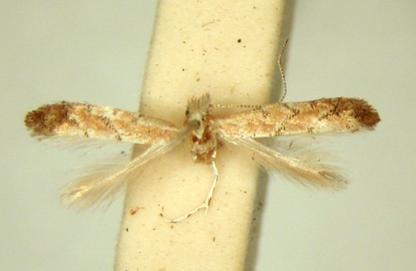 /filer/webapps/moths/media/images/M/melanosparta_Phyllonorycter_HT_TMSA.jpg