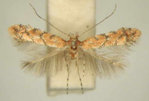 /filer/webapps/moths/media/images/M/melanosparta_Phyllonorycter_MT_TMSA7347.jpg