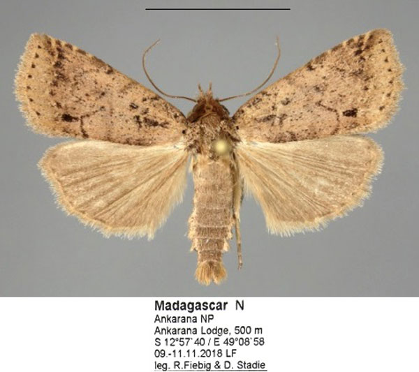 /filer/webapps/moths/media/images/M/melanospila_Janseodes_AM_Fiebig_01.jpg