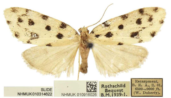 /filer/webapps/moths/media/images/M/melanospila_Siccia_PLTF_BMNH.jpg