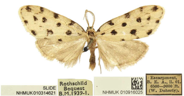 /filer/webapps/moths/media/images/M/melanospila_Siccia_PLTM_BMNH.jpg