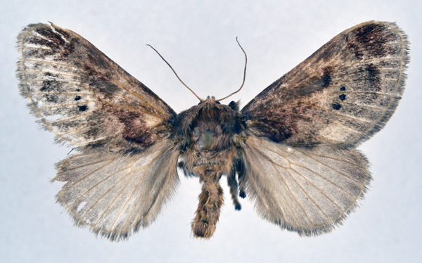 /filer/webapps/moths/media/images/M/melanosticta_Ctenolita_AF_NHMO.jpg