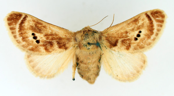 /filer/webapps/moths/media/images/M/melanosticta_Ctenolita_AF_TMSA.jpg