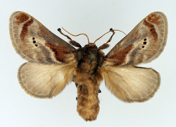 /filer/webapps/moths/media/images/M/melanosticta_Ctenolita_AM_TMSA.jpg