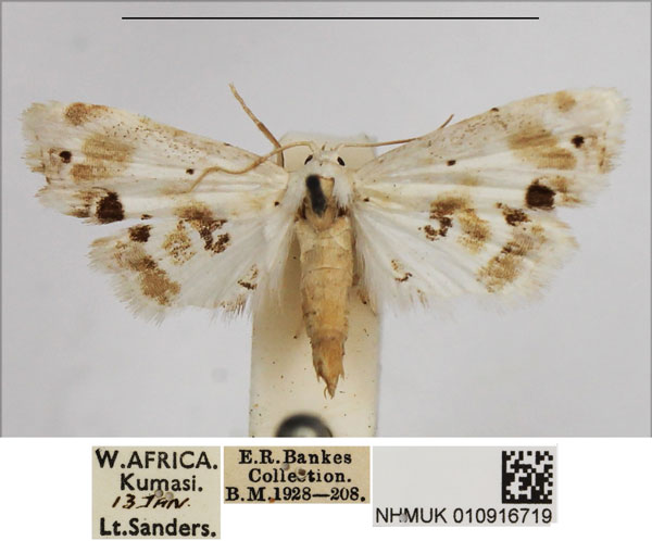/filer/webapps/moths/media/images/M/melanosticta_Holocryptis_A_NHMUK.jpg