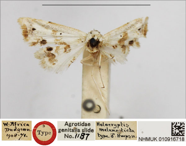 /filer/webapps/moths/media/images/M/melanosticta_Holocryptis_HT_NHMUK.jpg