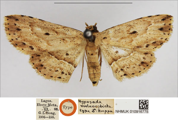 /filer/webapps/moths/media/images/M/melanosticta_Hyposada_HT_NHMUK.jpg
