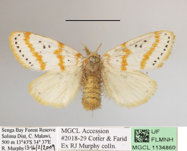 /filer/webapps/moths/media/images/M/melanosticta_Lacipa_AF_MGCLa_04.JPG