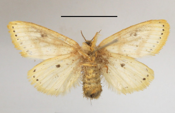 /filer/webapps/moths/media/images/M/melanosticta_Lacipa_AF_MGCLb_04.JPG