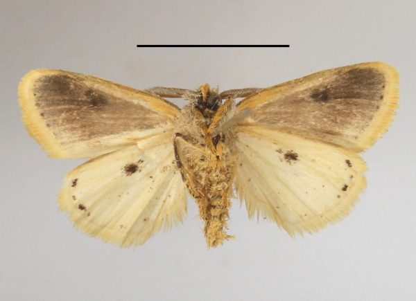/filer/webapps/moths/media/images/M/melanosticta_Lacipa_AM_MGCLb_01.JPG