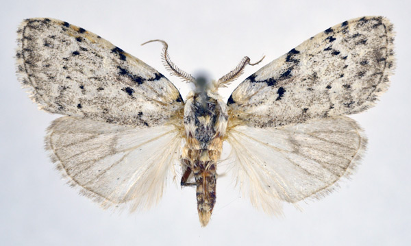 /filer/webapps/moths/media/images/M/melanosticta_Meganola_AM_NHMO.jpg