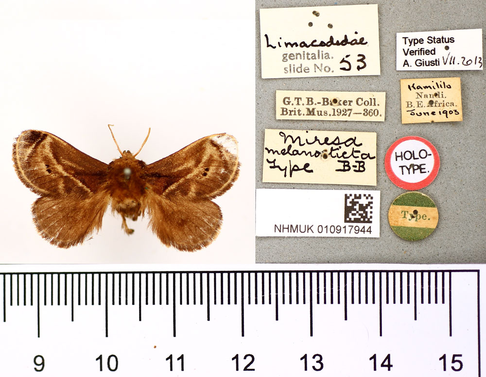 /filer/webapps/moths/media/images/M/melanosticta_Miresa_HT_BMNH.jpg